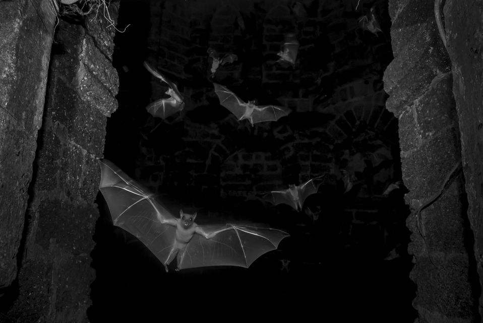 Fruit bats leave their roost in the ruins of a historical monument in Banda, Maharashtra, India. Photo: Sitaram Raul